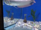 Arowana (Silver)