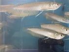 Arowana Silver