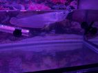 Arowana Silver Fish