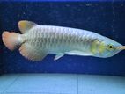 Arowana Fish