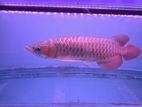 Arowana Super Red
