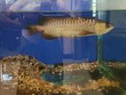 Arowana Fish