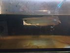 Arowana Fish