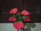 Artificial Anthurium Flowers