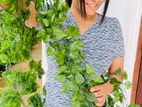 Artificial Plants