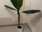 Artificial Indoor Plants with Pots