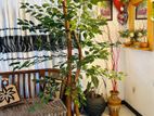 Artificial Tree / Bonsai