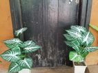Artificial Plant