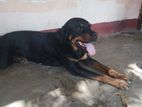 Rottweiler Dog