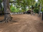 Arugambay Land For Sale Or Lease