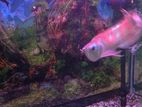 Arowana Fish