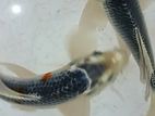 Asagi Koi Fish