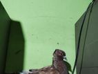 Pigeons