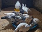 Bantam Chicks