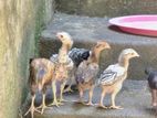 Aseel Chicks