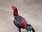 Aseel Rooster