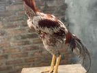 Aseel Rooster
