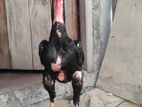 Aseel Rooster