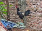 Aseel Rooster