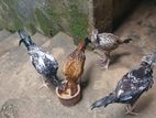 Rooster Chicks