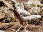 Aseel Chicks
