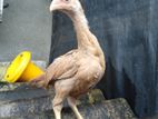 Aseel Rooster