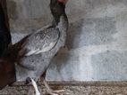 Aseel Roosters