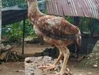 Aseel Chickens