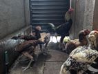 Aseel Hens