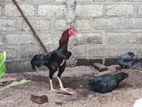 Aseel Rooster