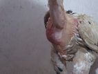 Aseel Rooster