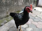 Aseel Rooster with Two Hen Mother Chick