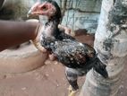 Aseel Rooster Chicks
