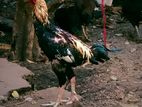 Aseel rooster