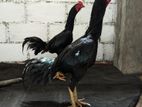 Aseel Rooster