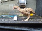 Aseel Rooster
