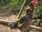 Aseel rooster