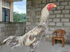 Aseel rooster