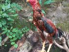 Aseel Rooster
