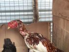 Aseel Rooster