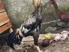 Aseel Rooster