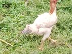Aseel Rooster Hen