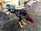 Aseel Rooster Chick