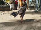 Aseel Rooster