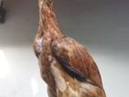 Asel Long Tail Chicks