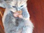 Ash Colour Persian Cat