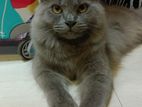 Ash Persian Cat