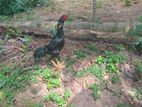 Aseel Rooster