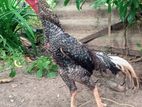 Aseel Rooster