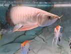 Asian Arowana Fish